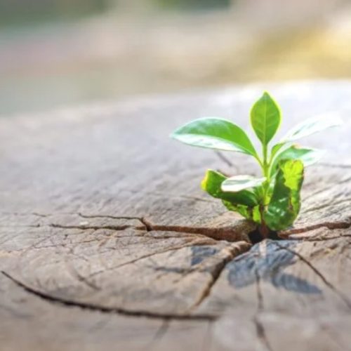 باشگاه تاب آوری